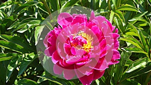 Peony Ã¢â¬â a truly magnificent flower. photo